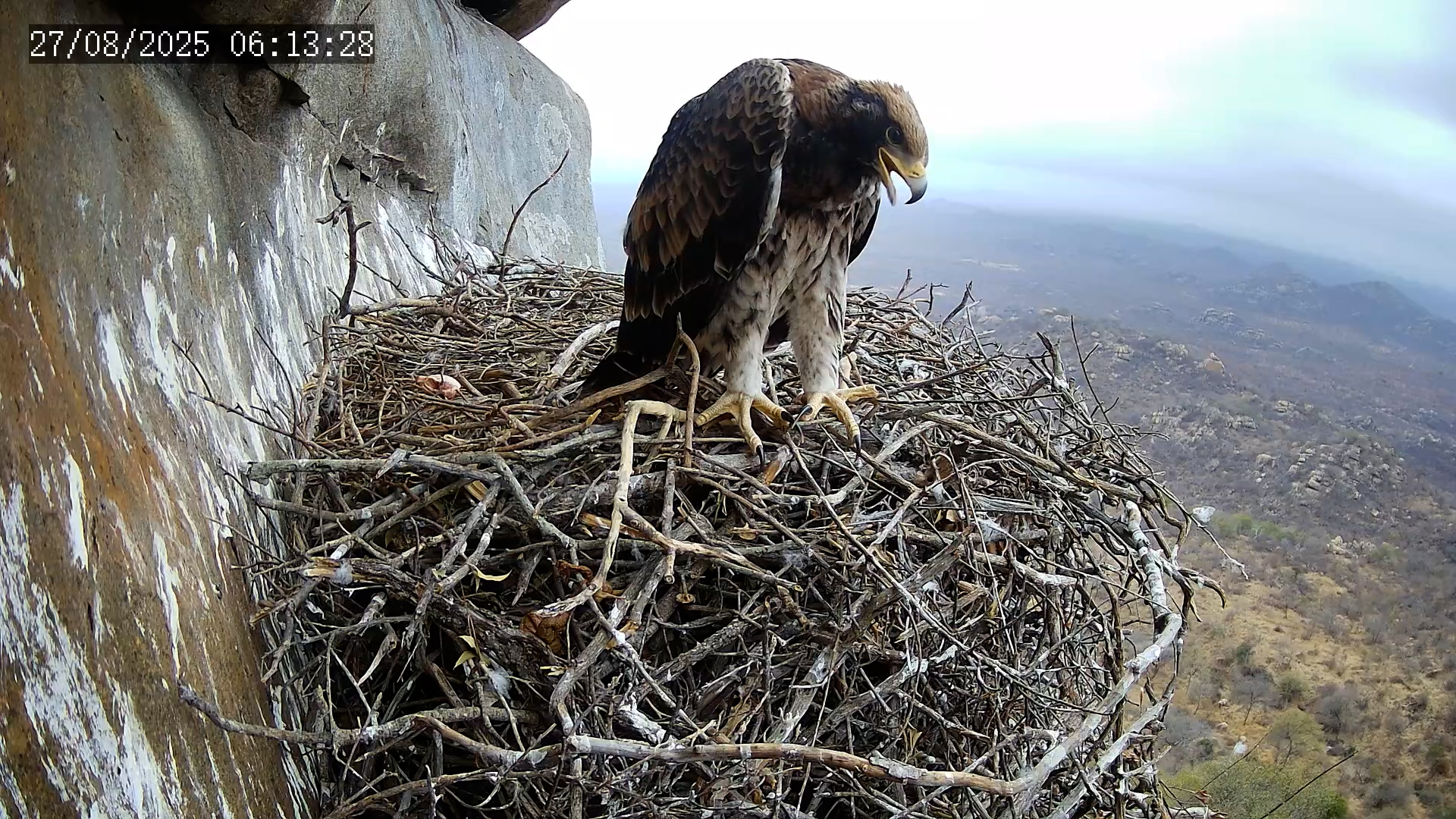 Black Eagle Chick Prepares to Fledge