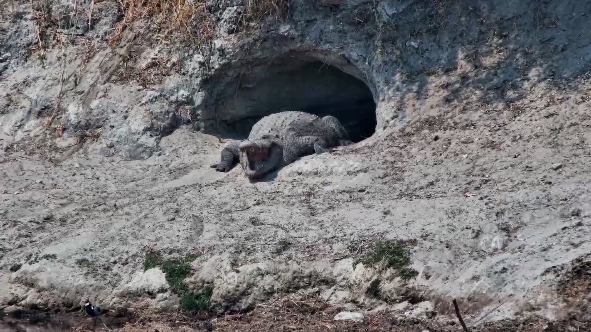 Crocodile Leaves Den for a Swim
