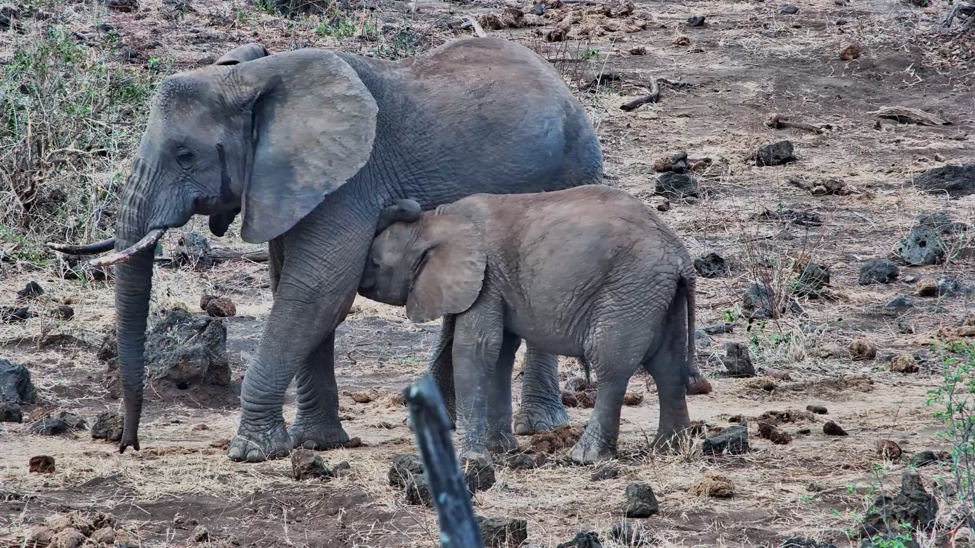 Elephants at Finch Hattons | Calf Nurses and Youngsters Play