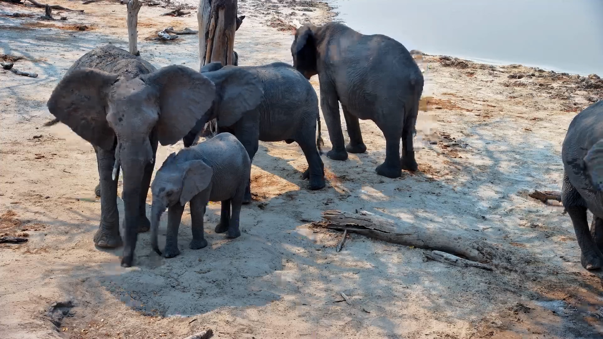 Elephants Relax in the Shade by the Well