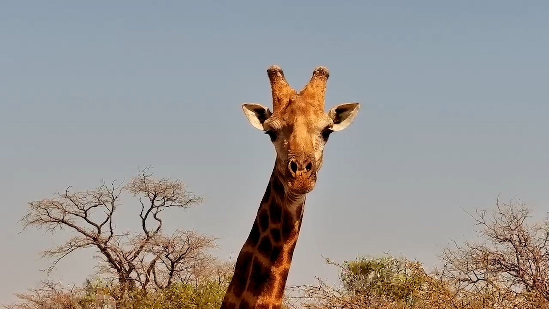 Giraffe Bull Comes for a Drink at Jabulani