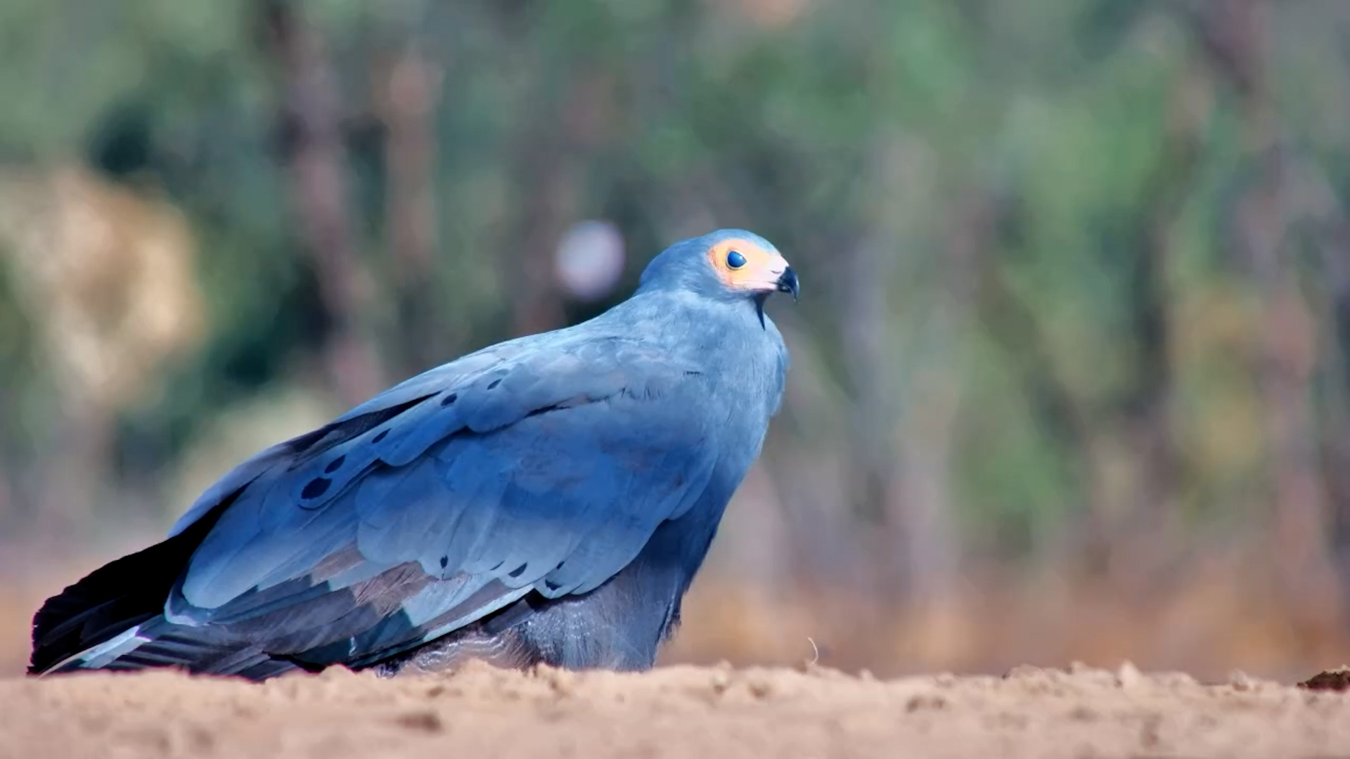 African Harrier-Hawk at the Water’s Edge