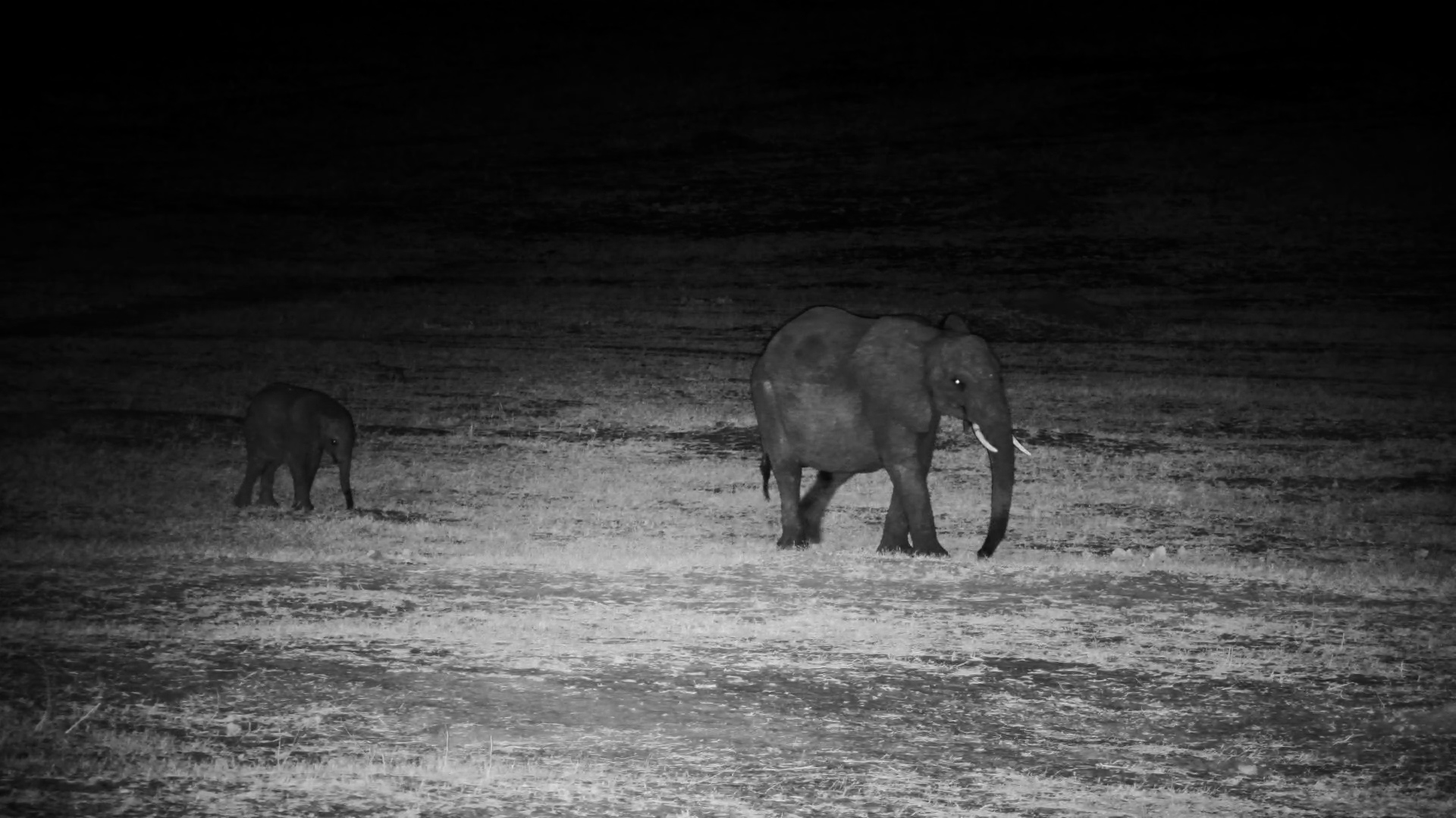 Elephant Herd Drinks in the Dark at Hwange Safari Lodge