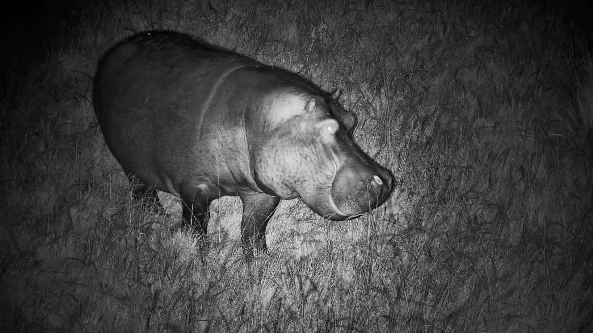 Hippo Munches on Grass at Night