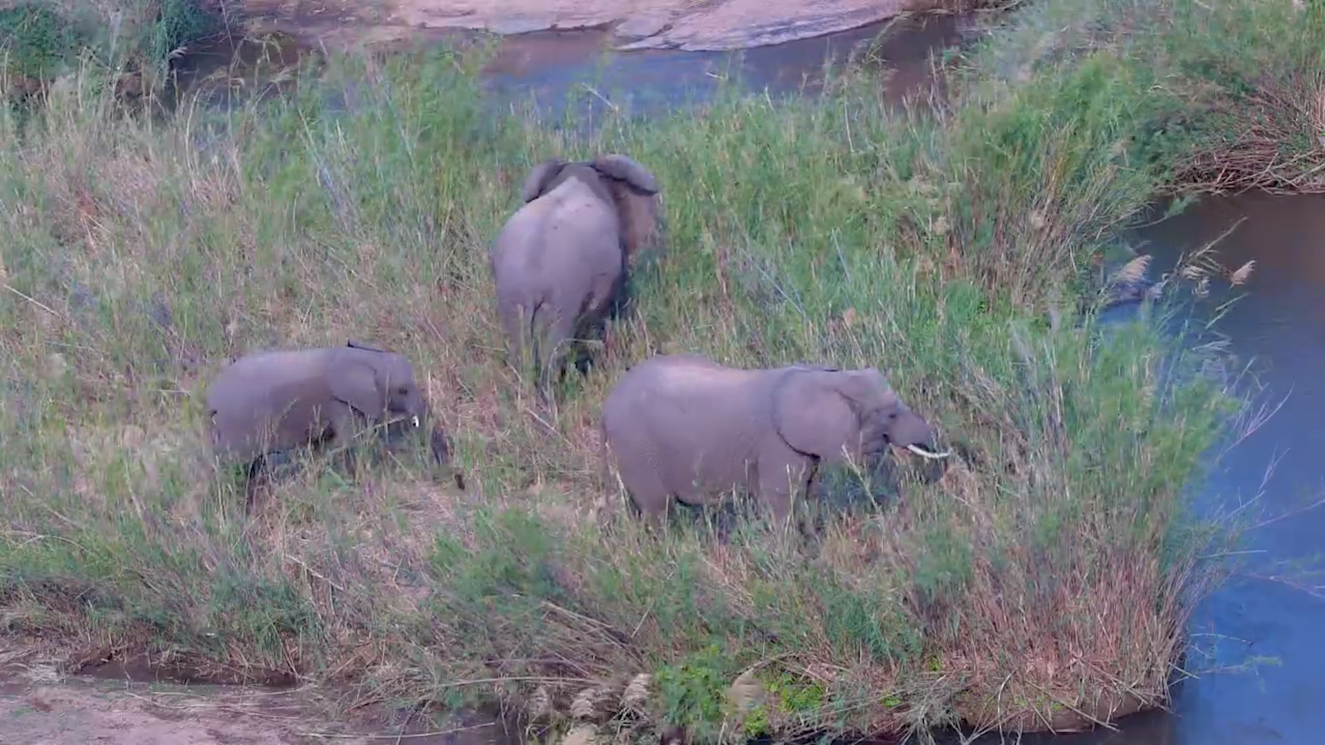 Three Elephants Feeding by the River