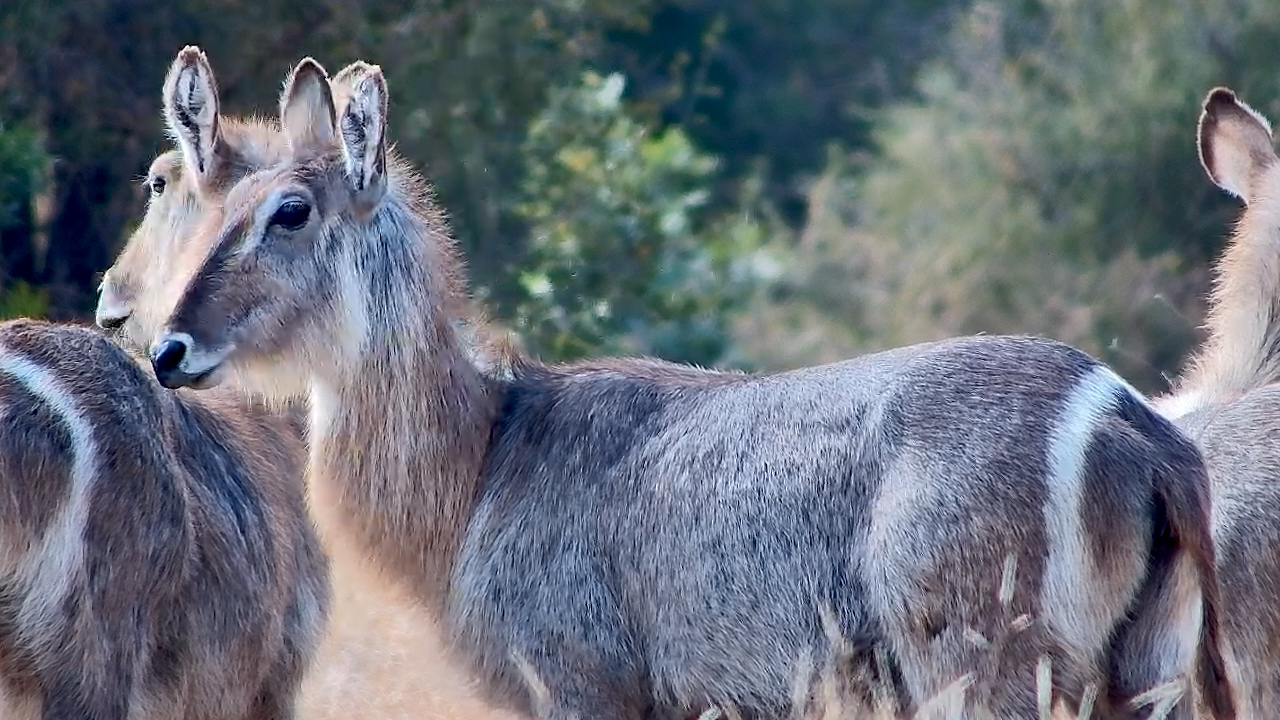 Cautious Waterbucks Arrive for a Drink at Kings Camp