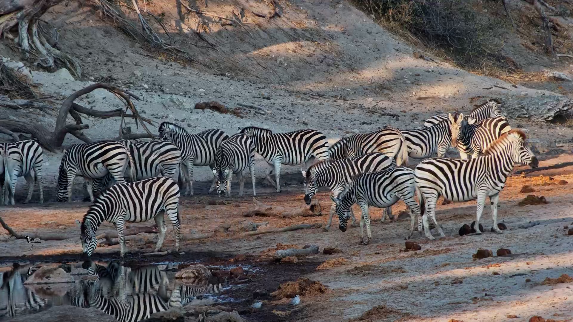 Zebra Herd Enjoys a Drink at Meno a Kwena