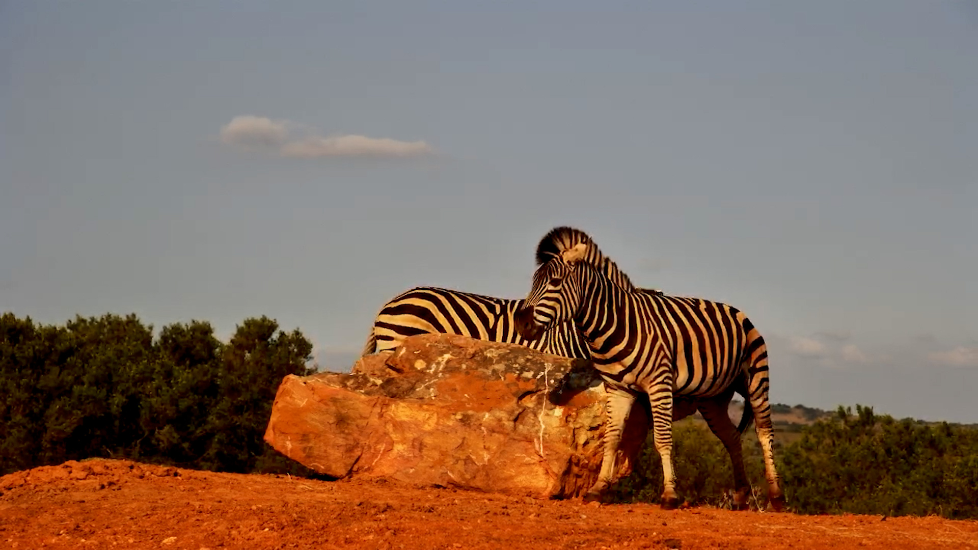 Zebra Enjoys a Good Scratch on a Rock