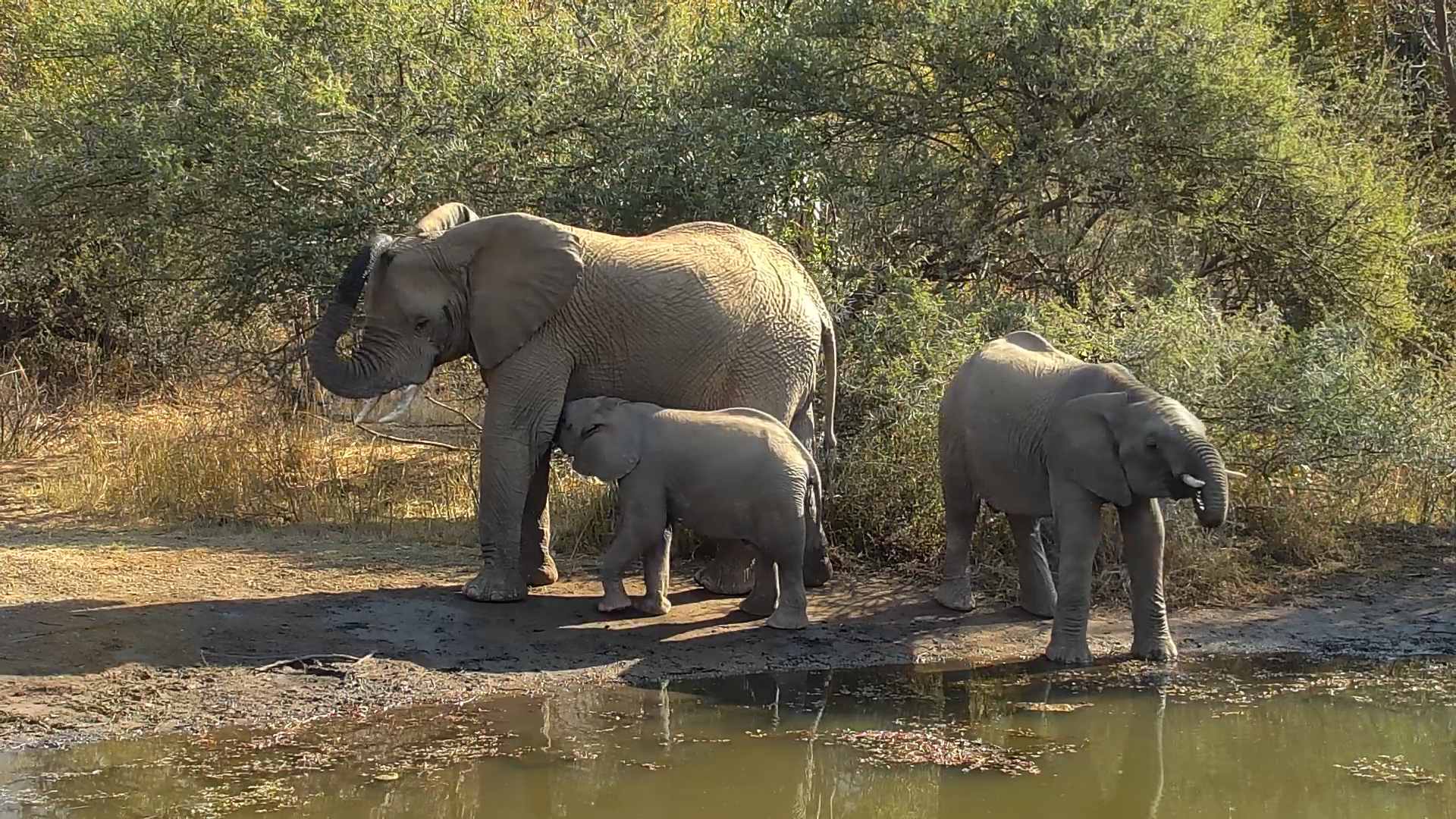 Elephant Family Drinks and Relaxes at Kwa Maritane