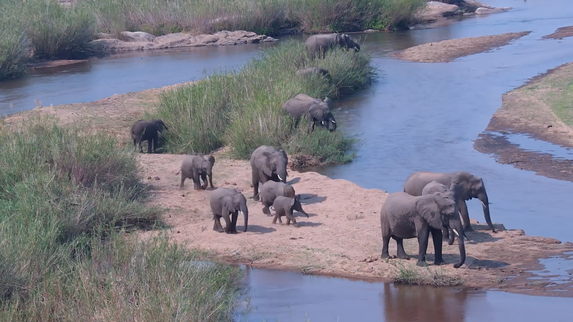 Elephant Herd Hangs Out by the Sabie River