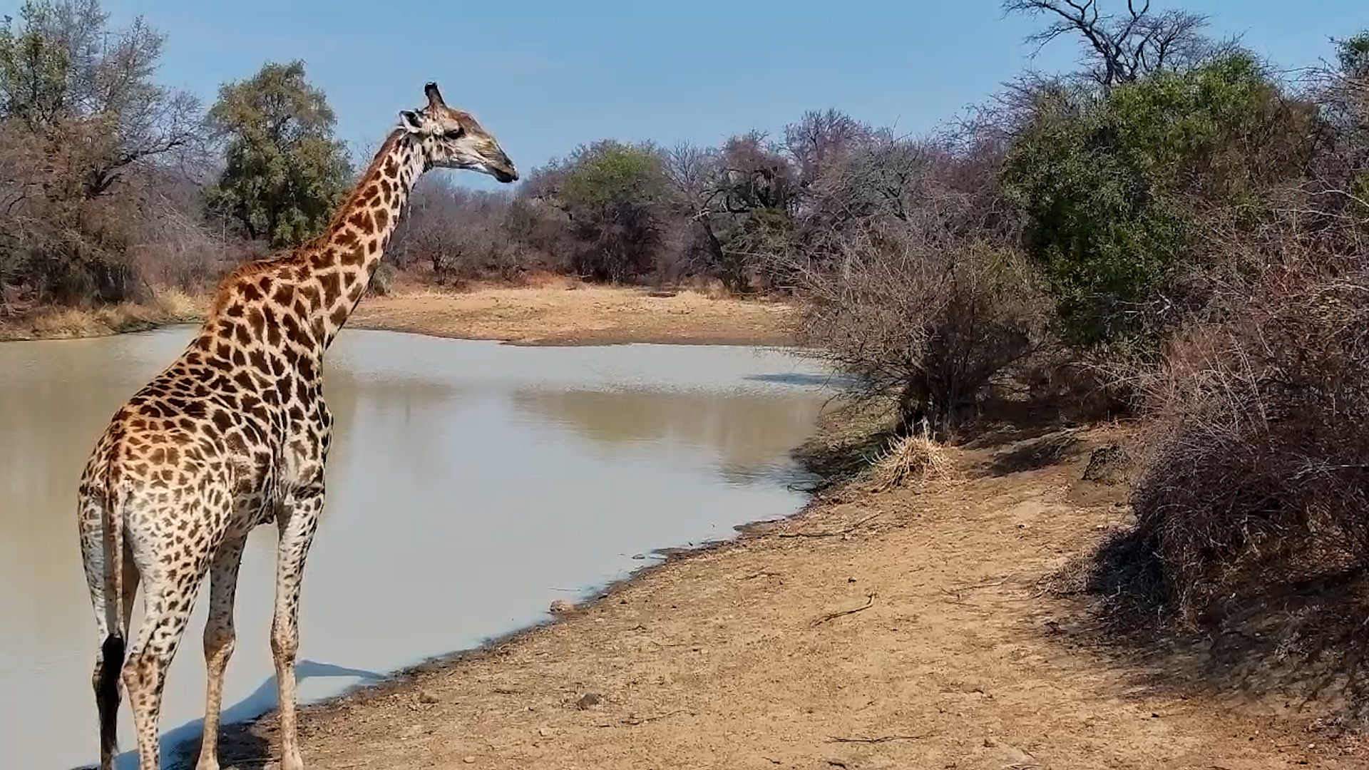 Giraffe Drinks and Browses at Jabulani Waterhole