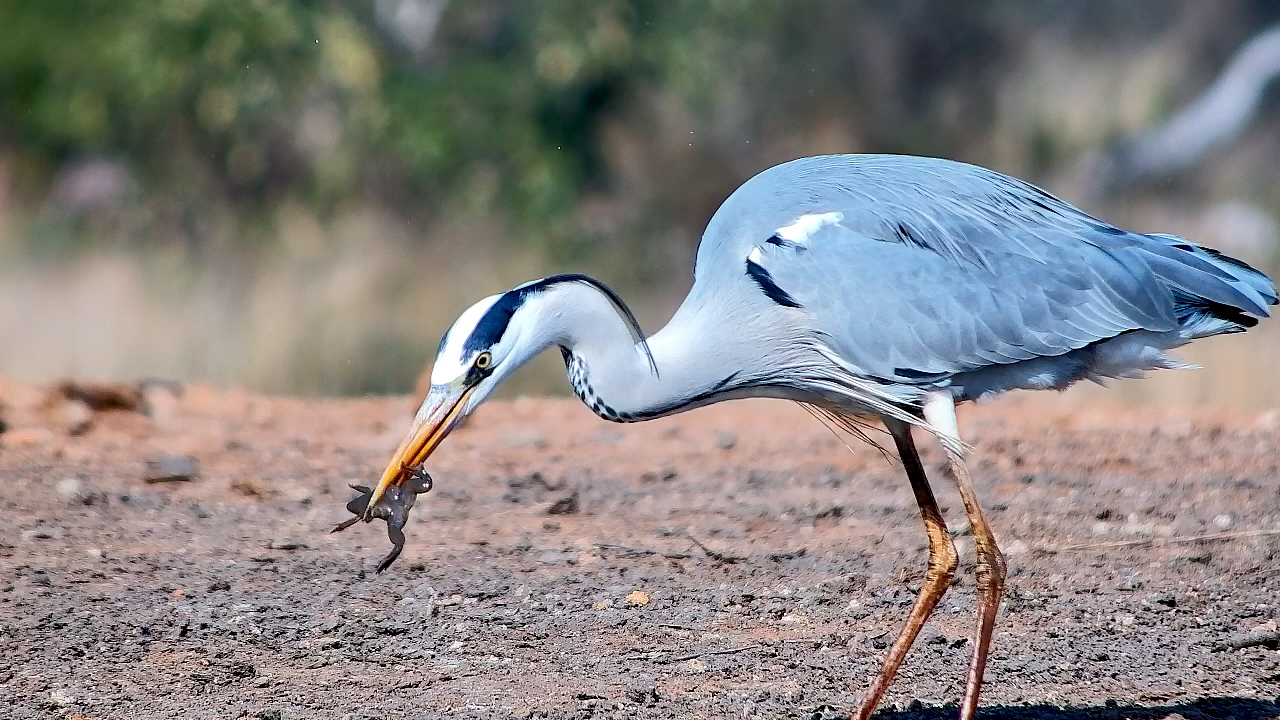Grey Heron Catches and Eats Frogs at Kings Camp