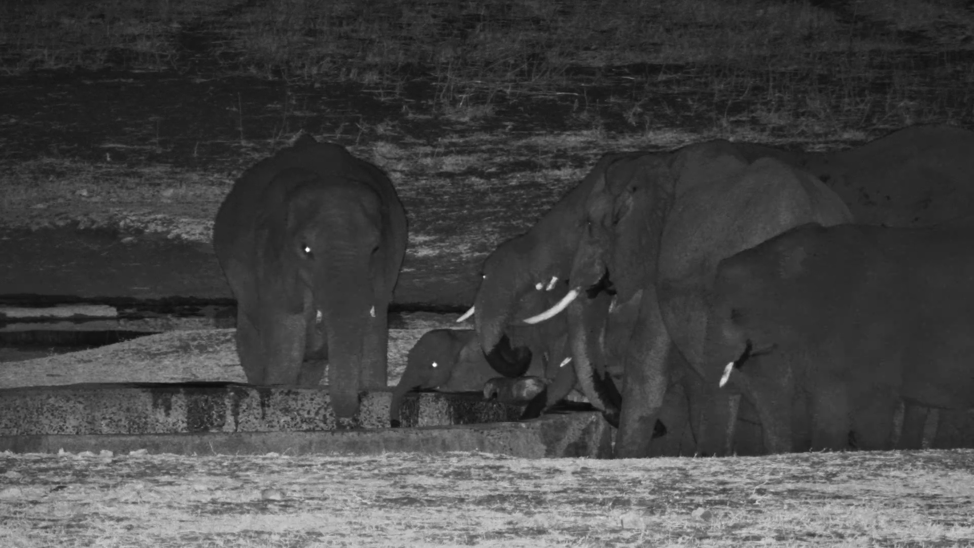 Elephant Herd Gathers at Hwange