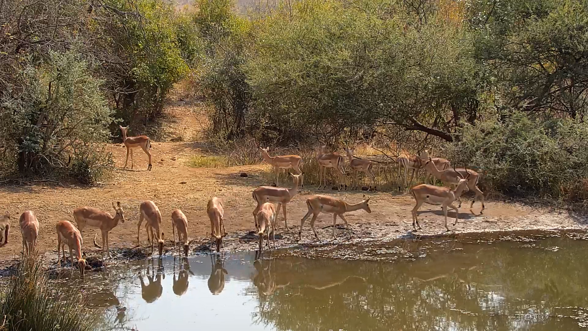 Baboons and Impala Share the Waterhole at Kwa Maritane