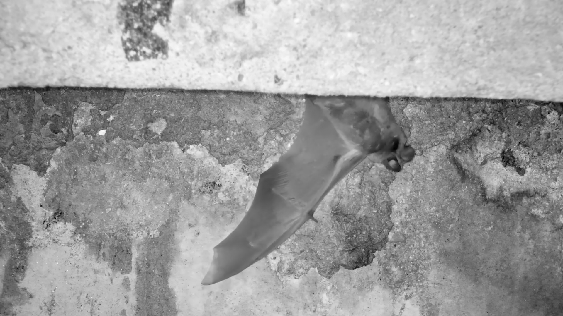 A Pair of Bats Just 
