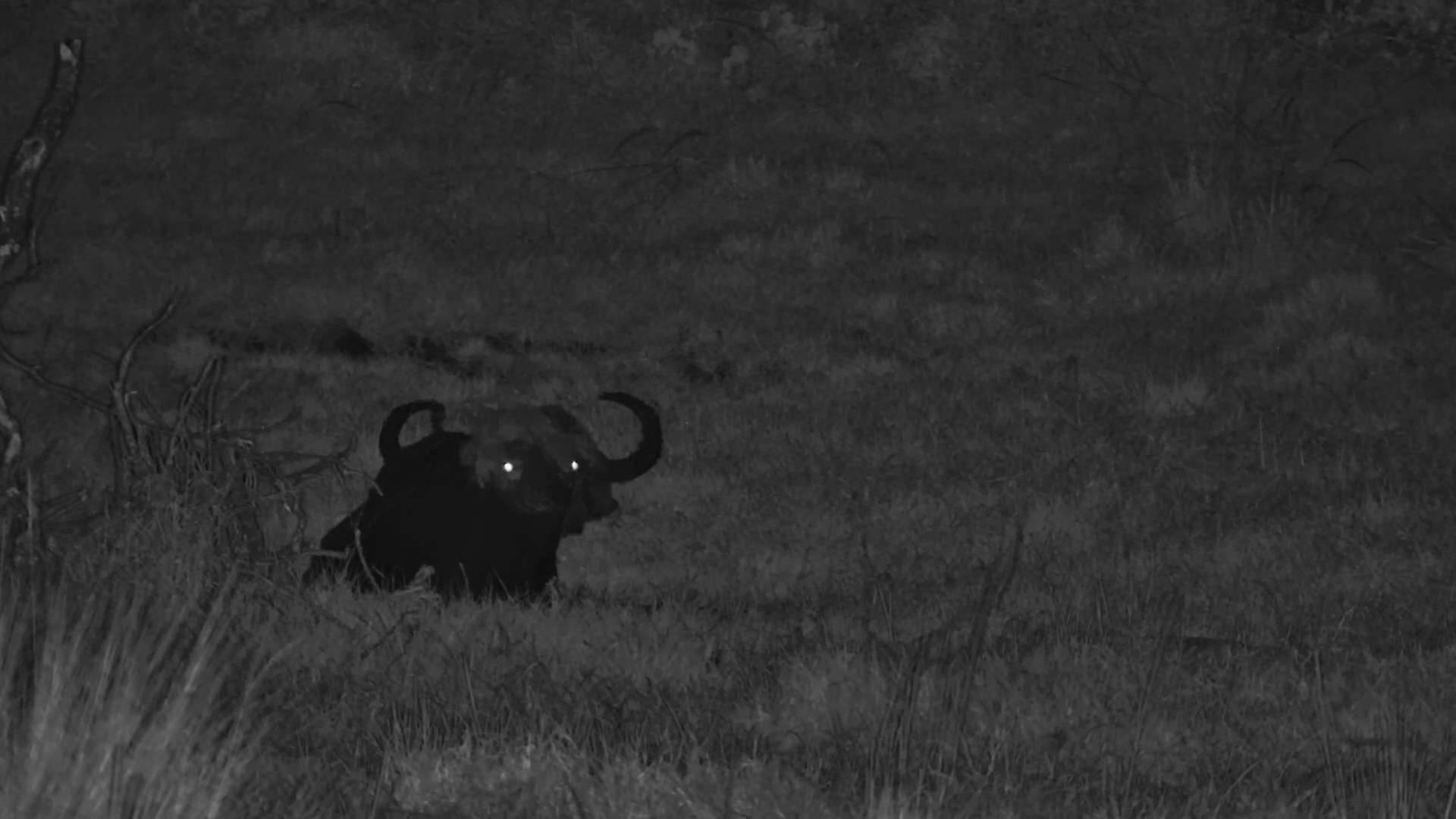 Buffalo Enjoys a Roll Around at Mahali Mzuri