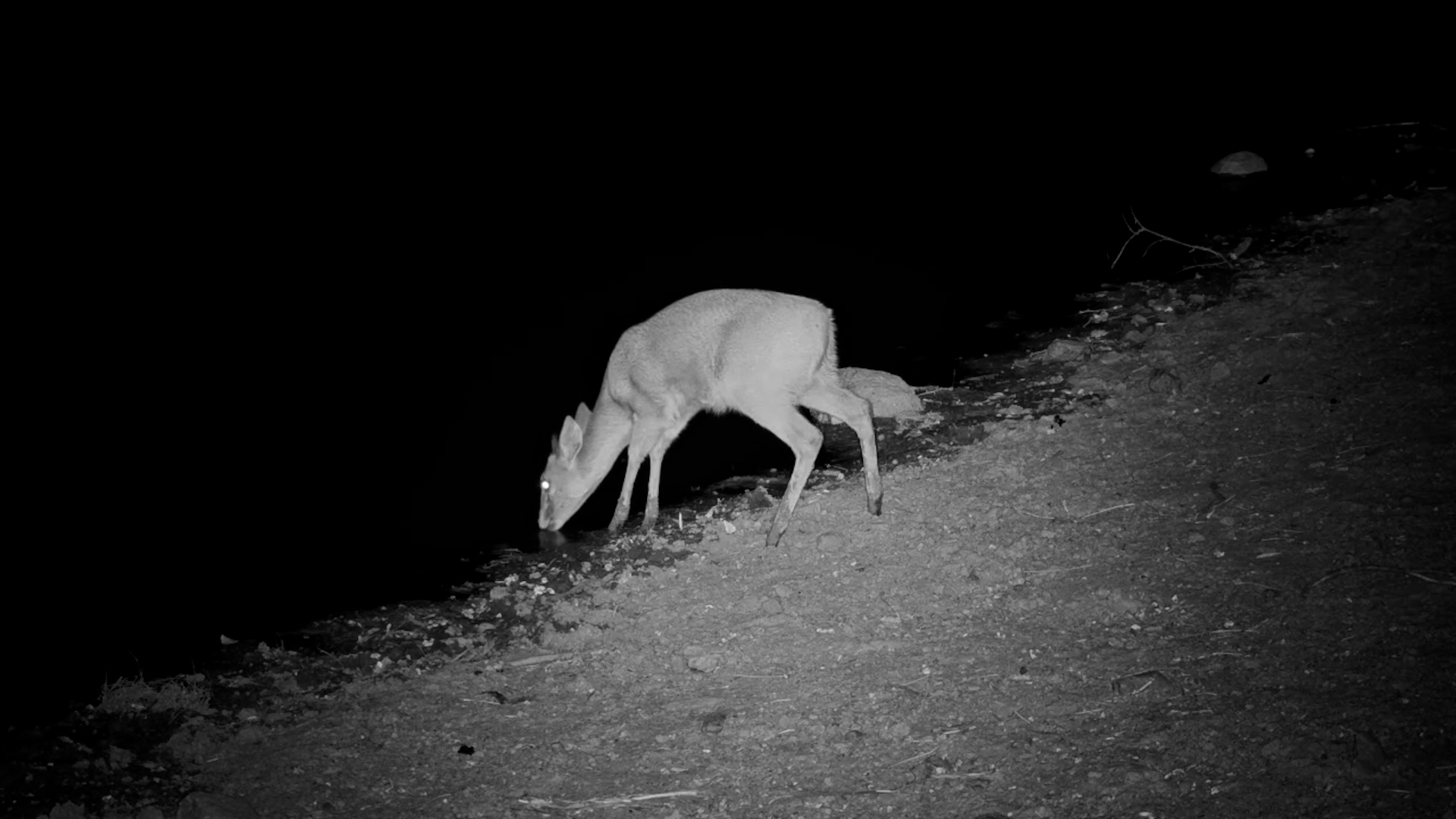 A Duiker on High Alert Drinks at Jabulani