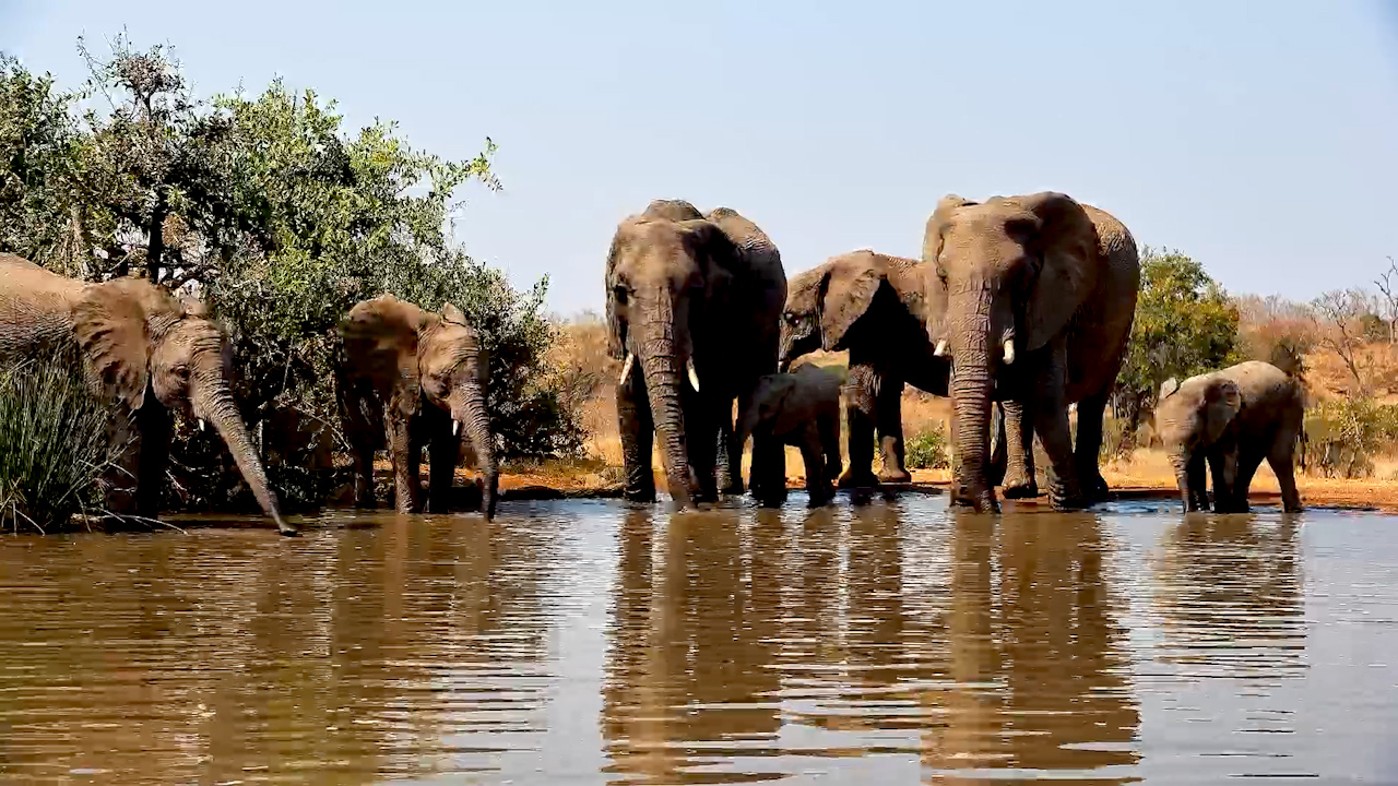 An Elephant Family's Day Out