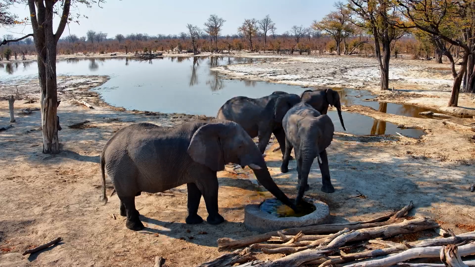 A Small Herd of Elephnats at Elephant Pan
