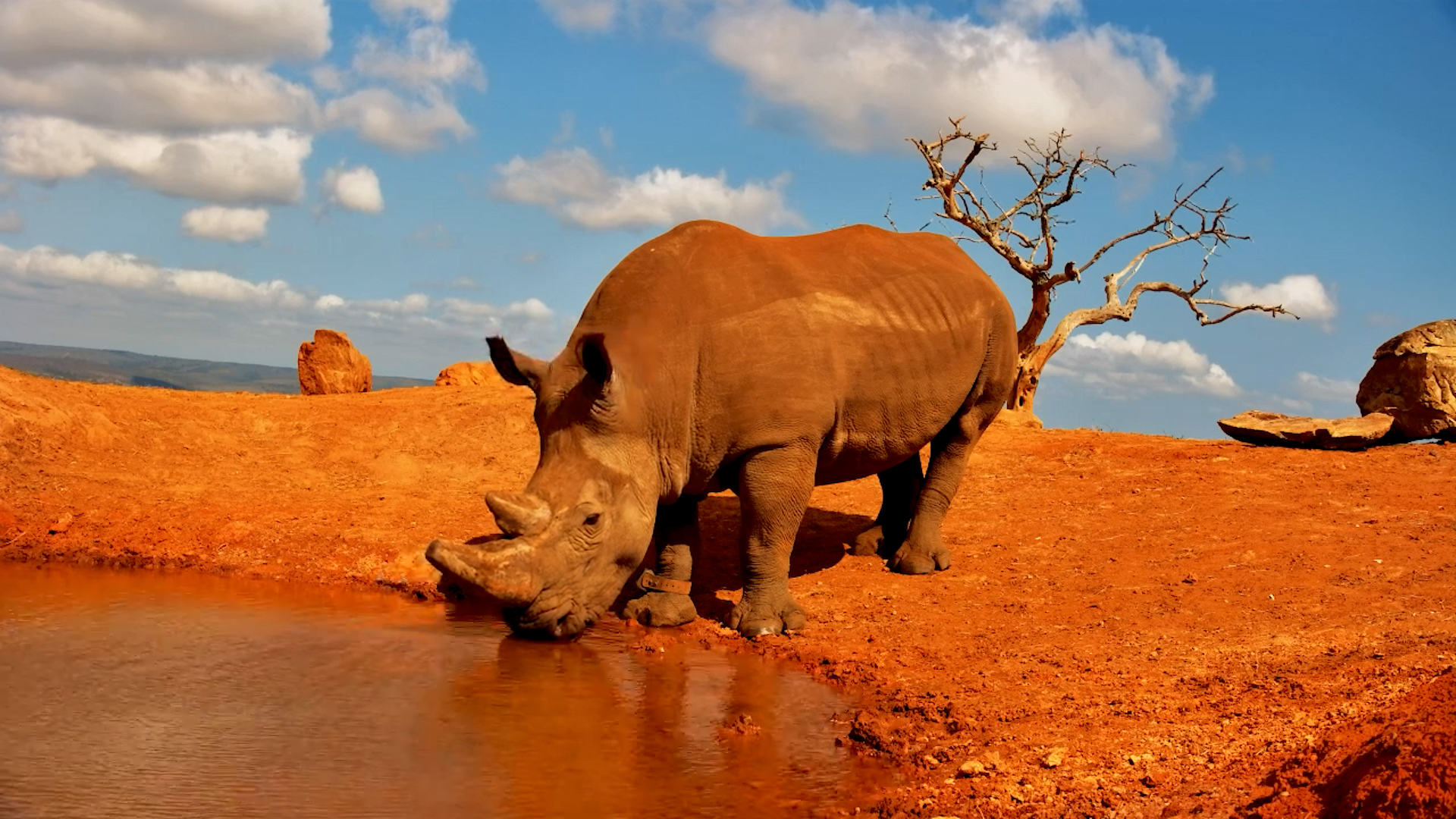 A Placid Rhinos Daytime Drink