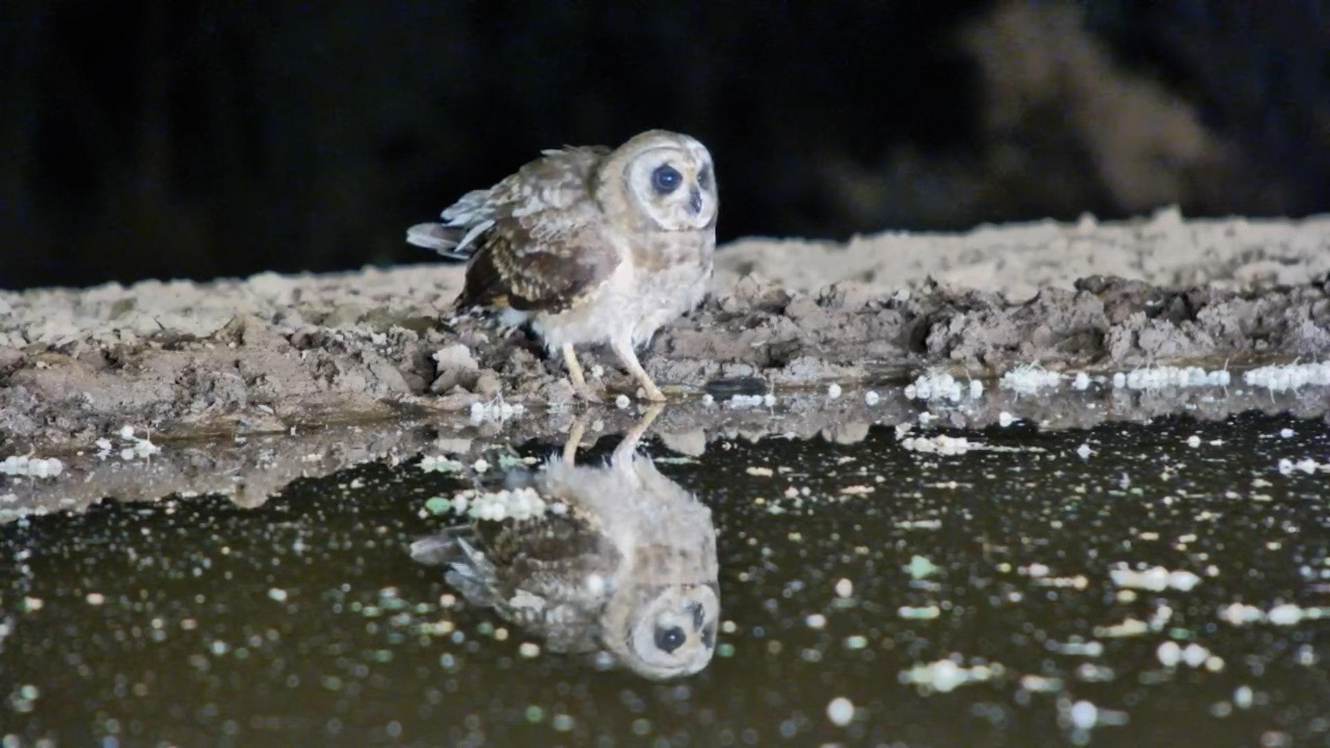 Rare Marsh Owl Visits Lentorre Waterhole