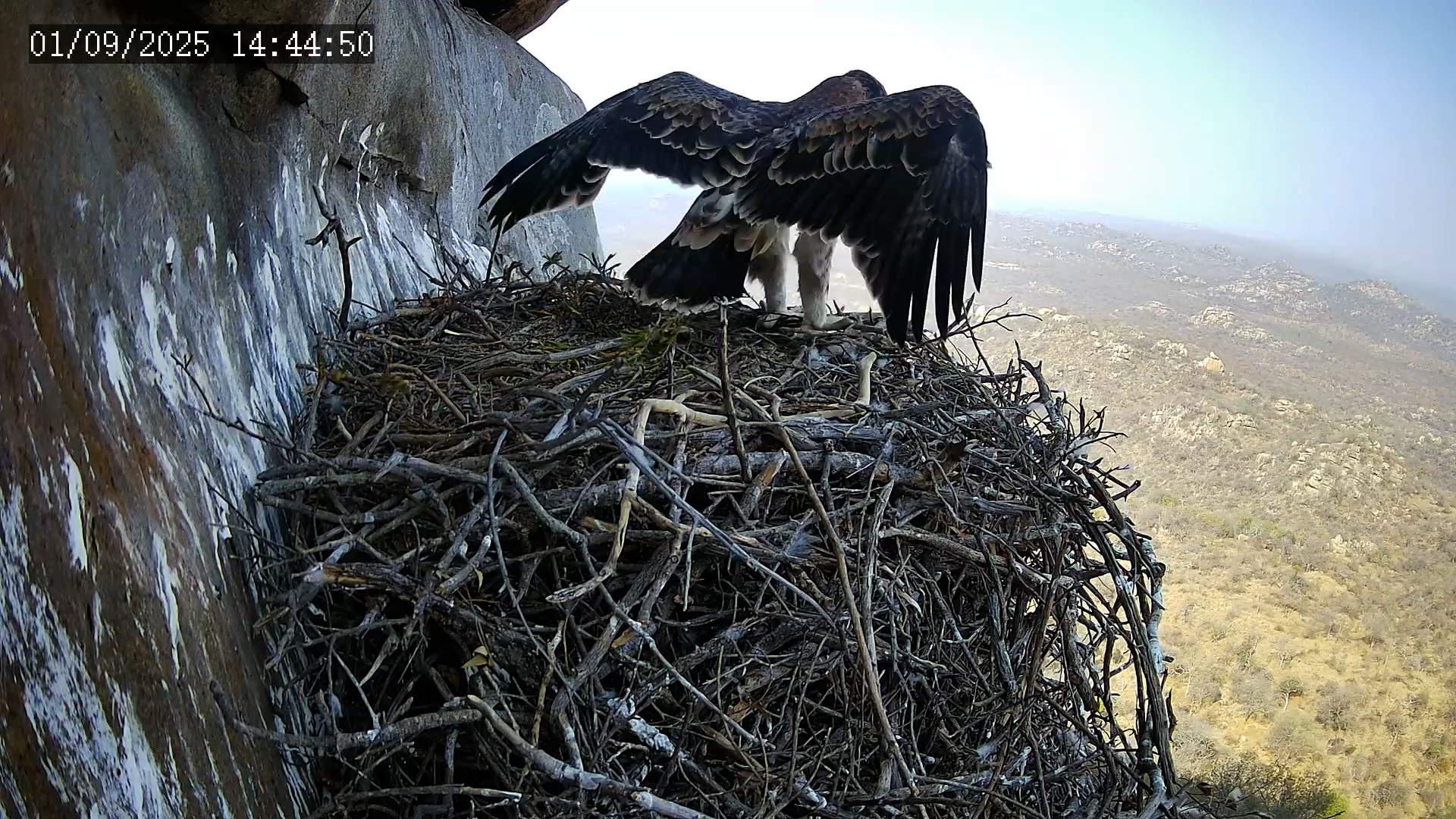Black Eagle Chick Flaps Above Nest | Almost Ready to Fledge