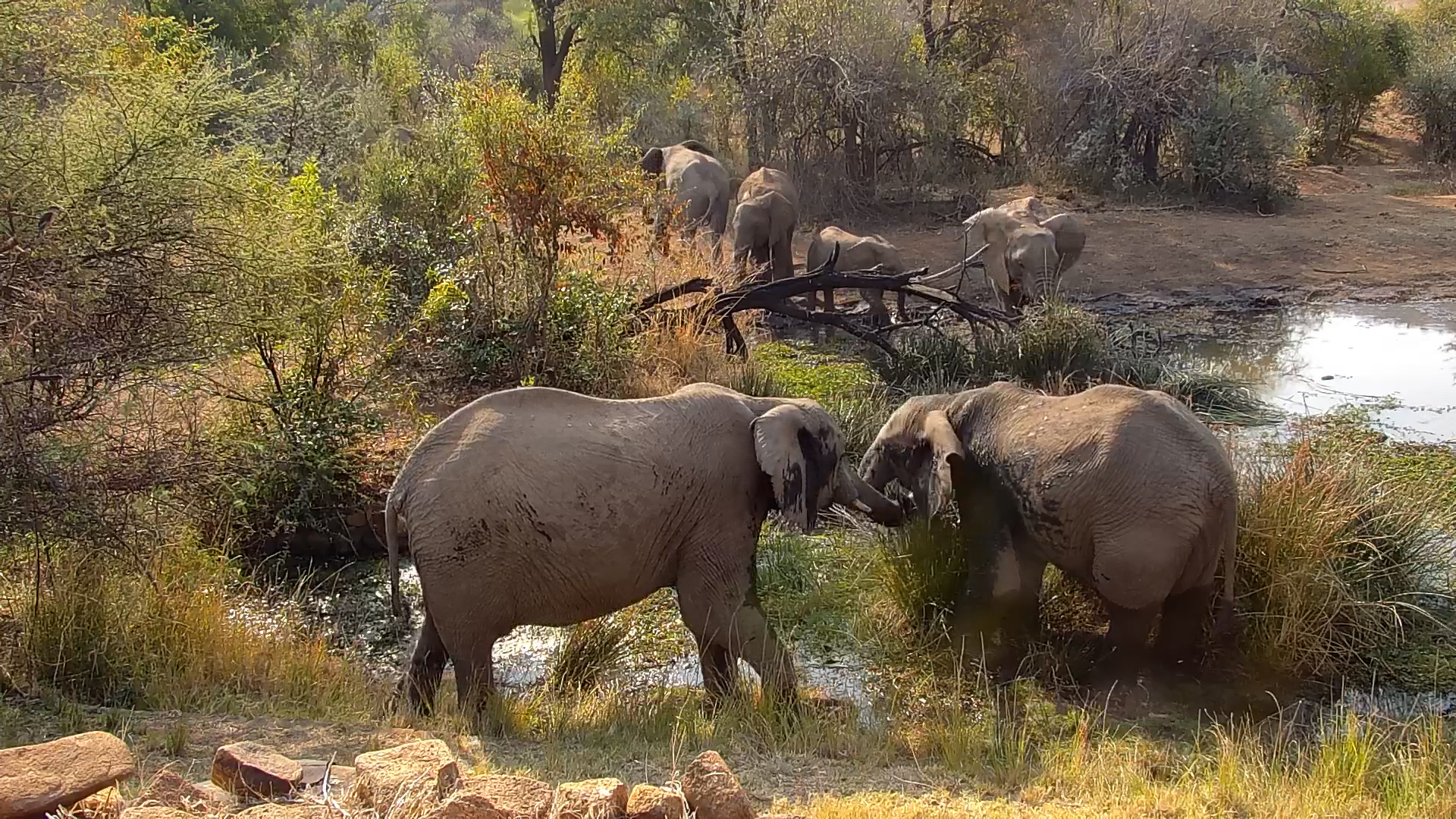Elephants Munch by Kwa Maritane Waterhole