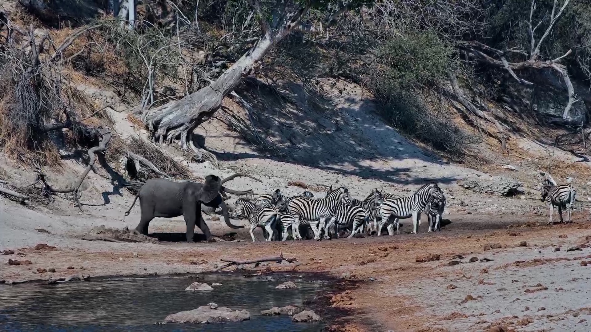 Elephant Upset with Zebras at Meno a Kwena