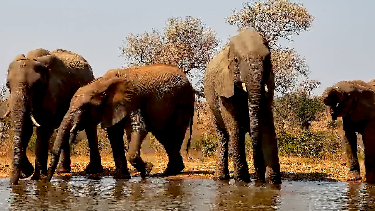 Elephants Drink and Splash at Kings Camp Waterhole