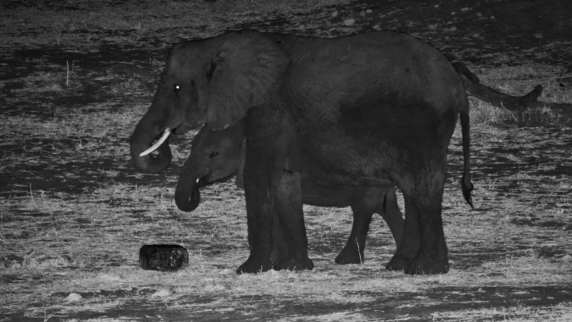 Two Elephants Inspect Salt Lick at Night