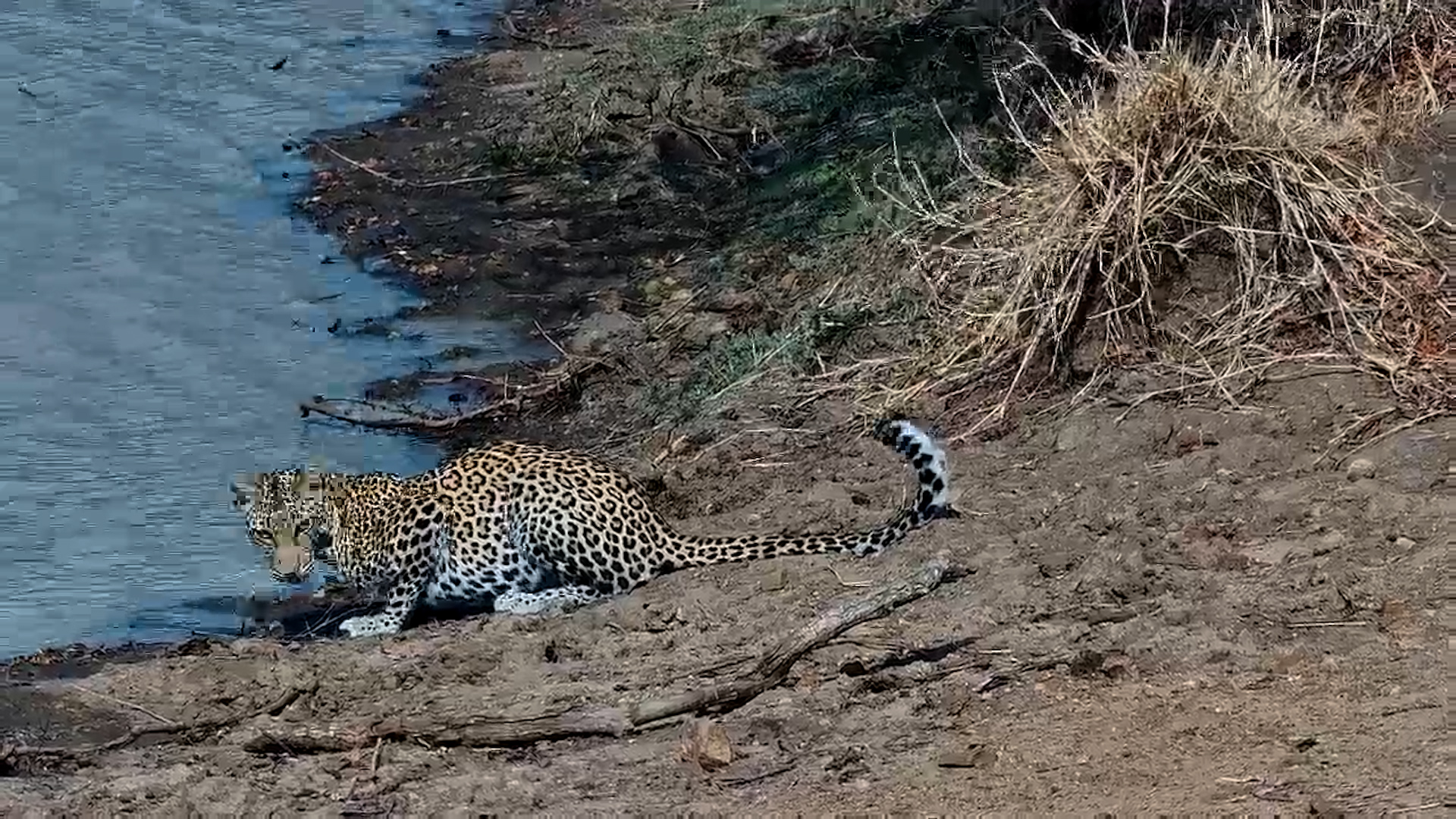 Resident Leopard Drinks and Rests in Favourite Tree