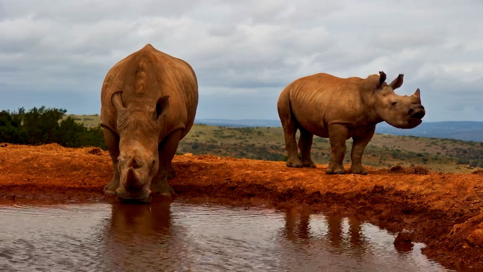Mandy and Baby Rhino Visit Waterhole