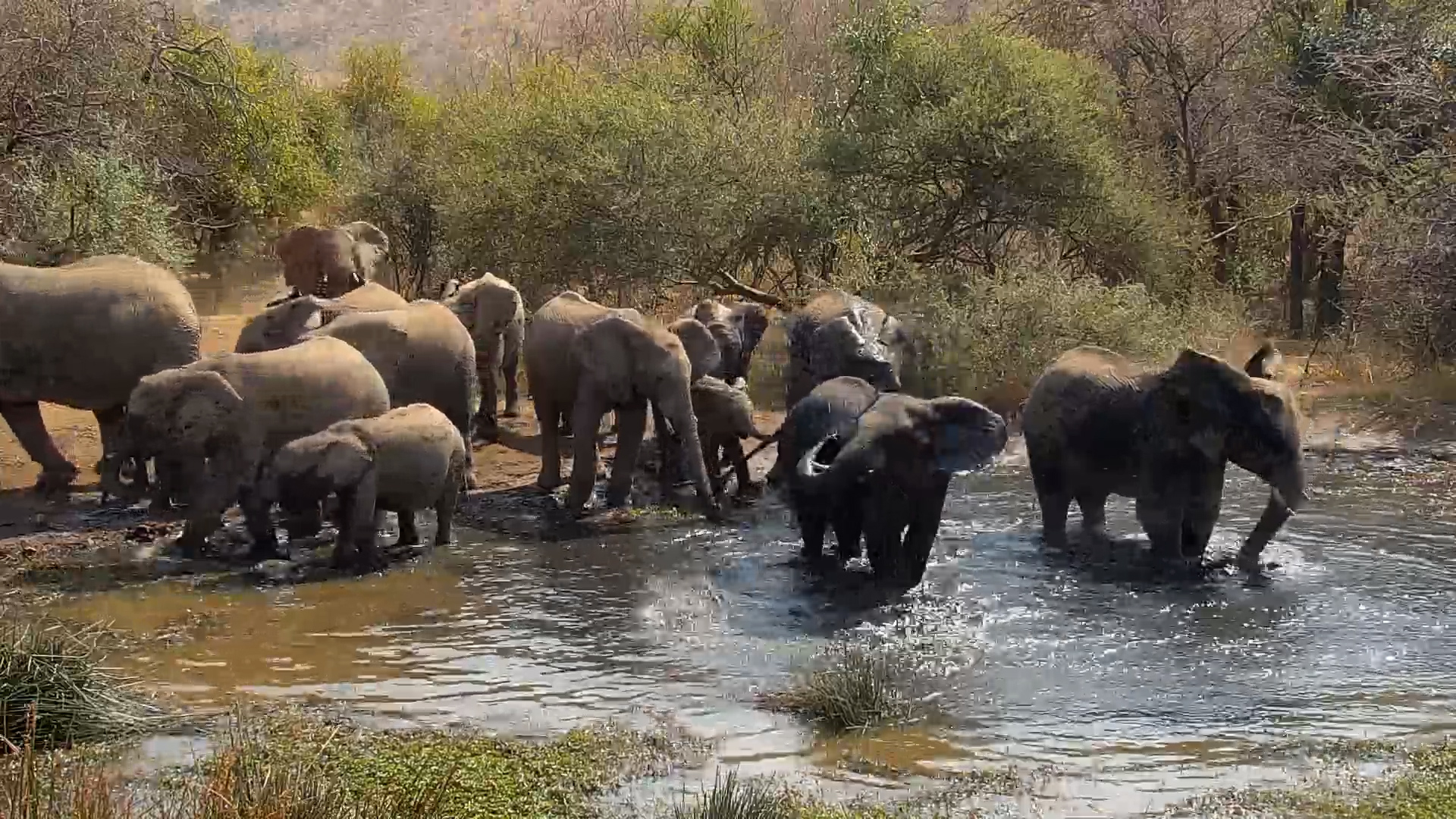 Pool Party! An Elephant Herd At the Kwa Maritane Waterhole