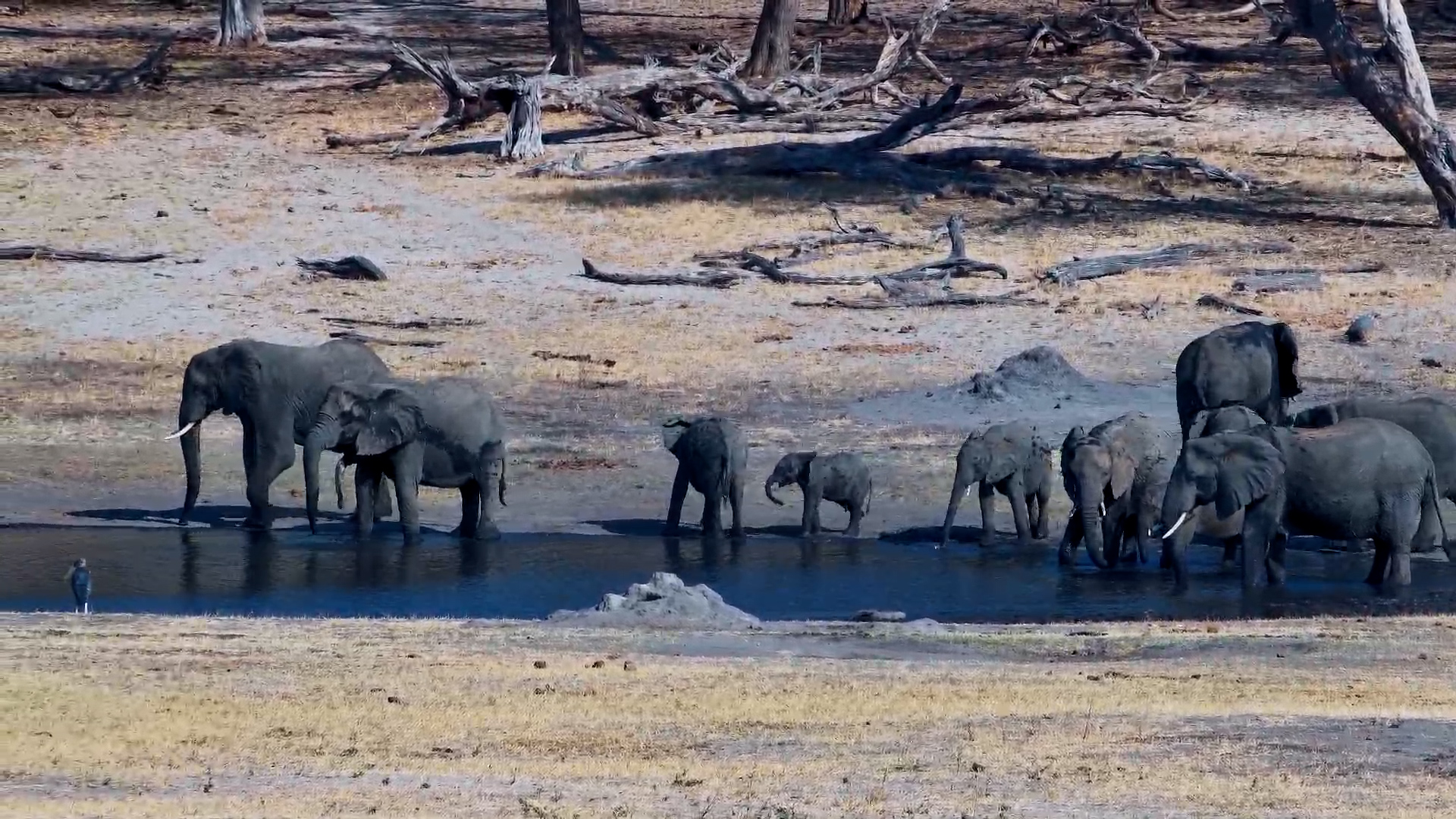 Elephant Herd Gathers at Hwange Safari Lodge