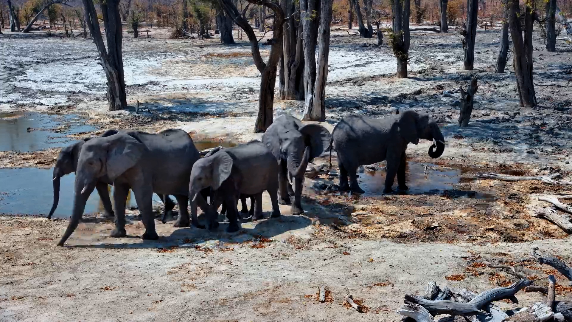 The Ultimate Chill Session: Elephants Take a Break at the Well