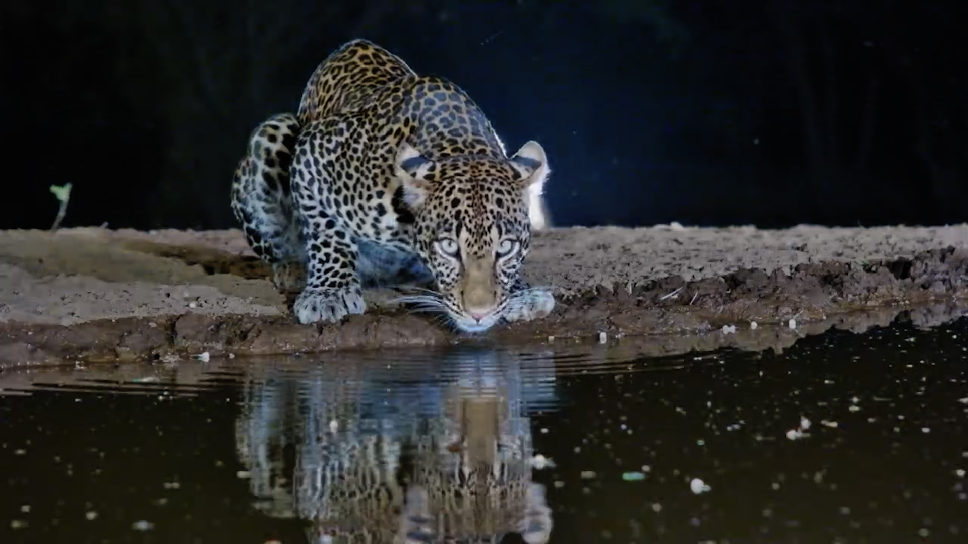 The Photographer's Dream Shot: A Leopard at the Hide