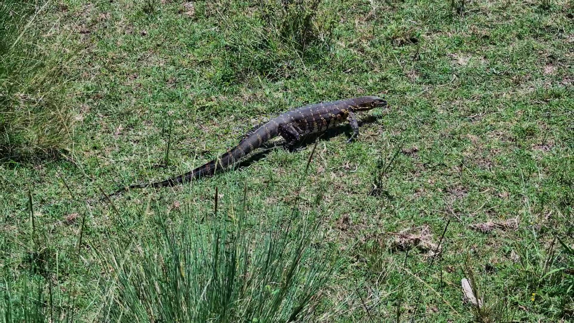 Watch a Nile Monitor Stalking in the Tall Grass