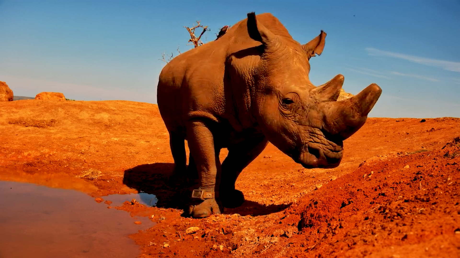 This Rhino Stares Down the Camera at Founders Waterhole