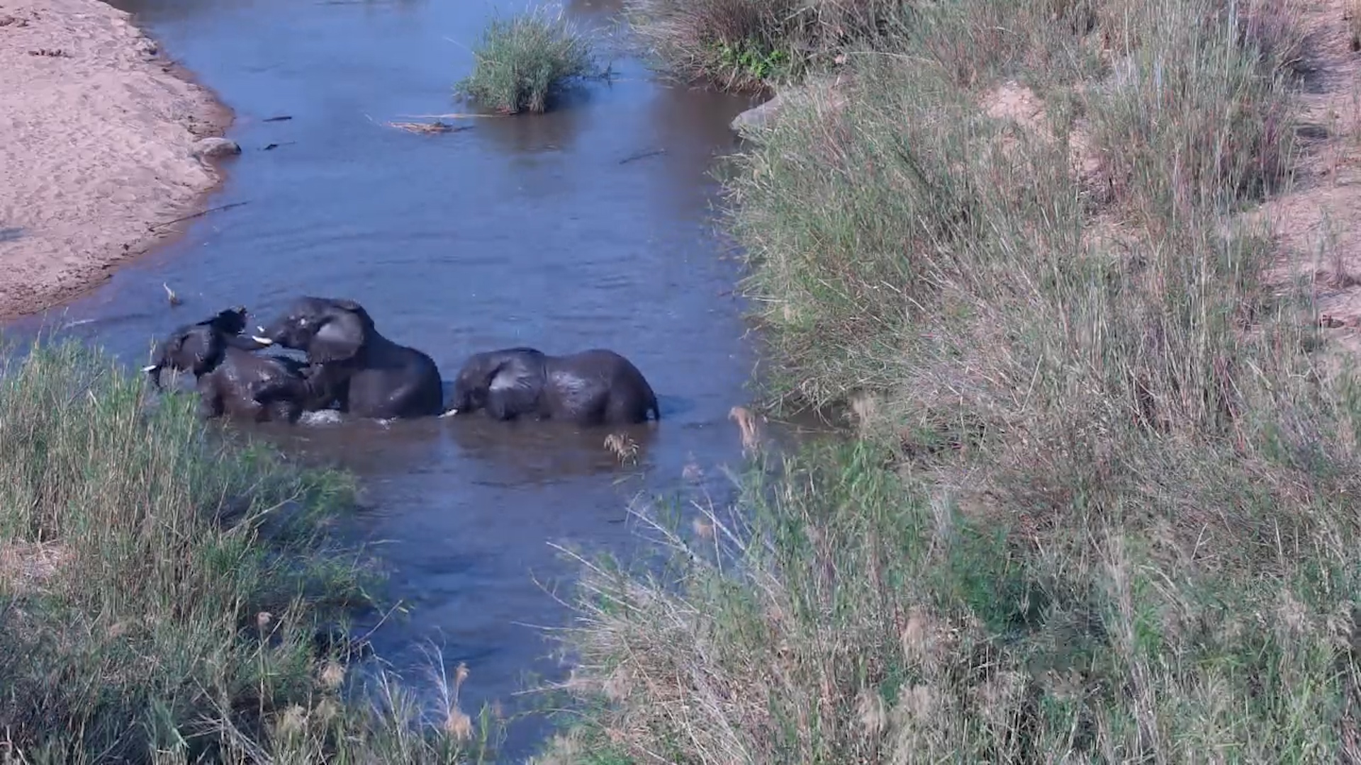 Elephants Have a Blast in the Sabie River