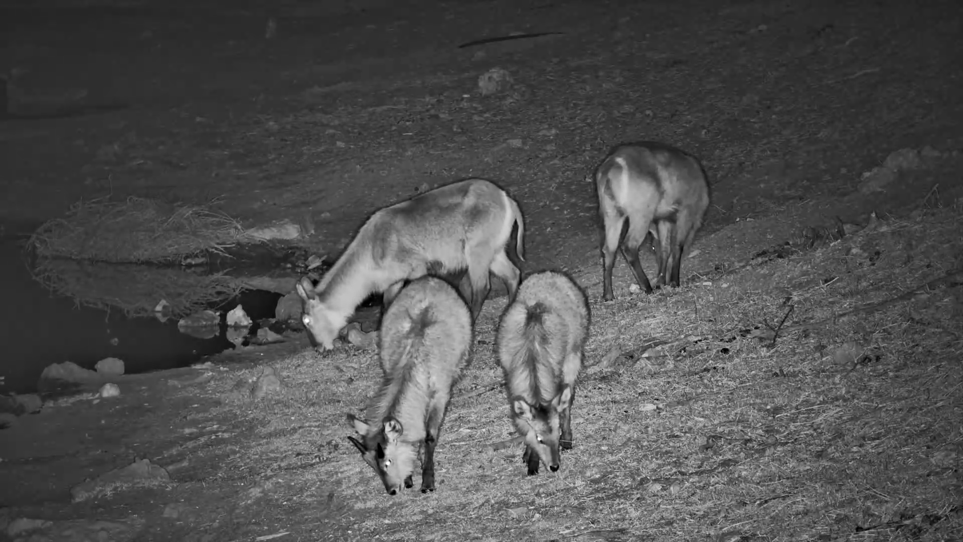 Waterbucks Grazing Under the Stars at Meno A Kwena