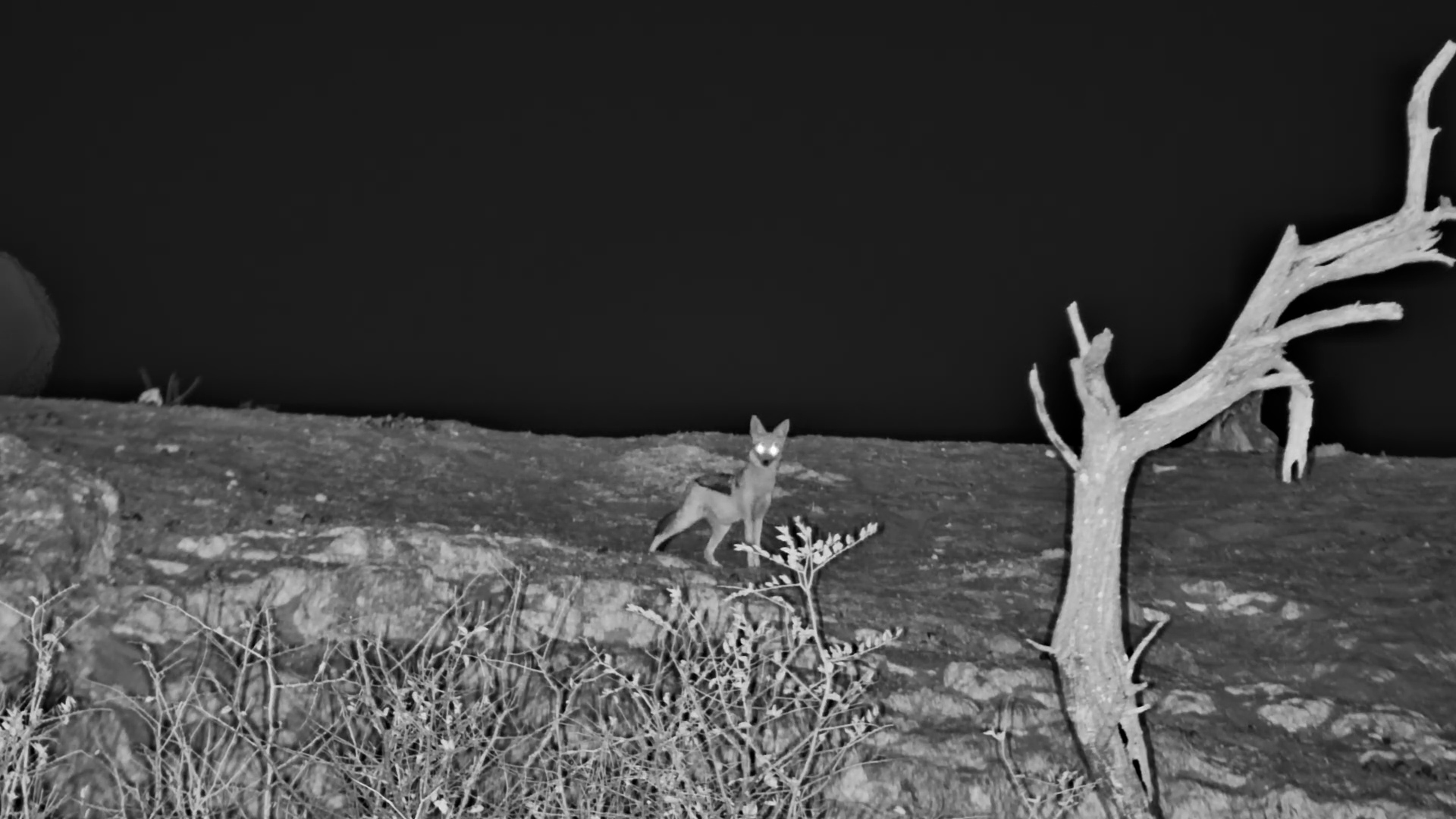 Black-Backed Jackal Scans the Area