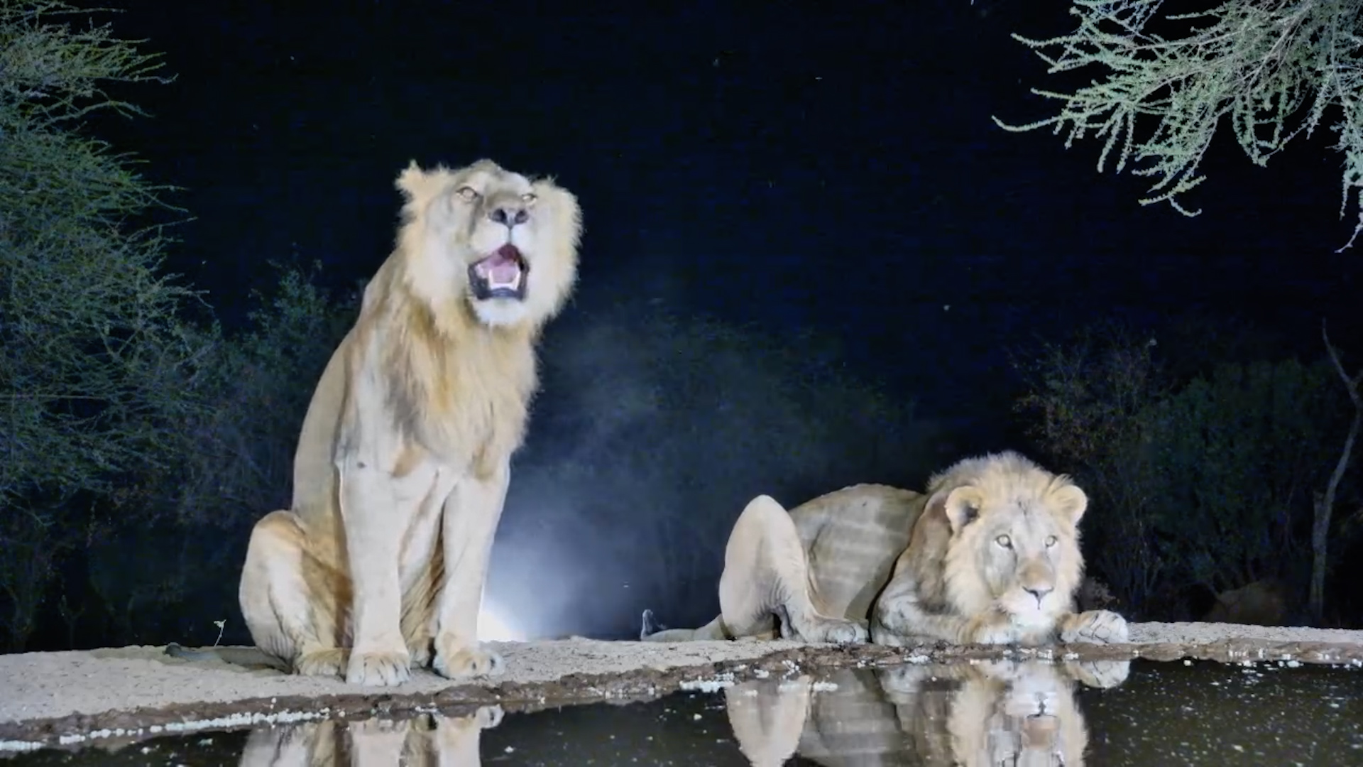 Two Gorgeous Male Lions at Lentorre