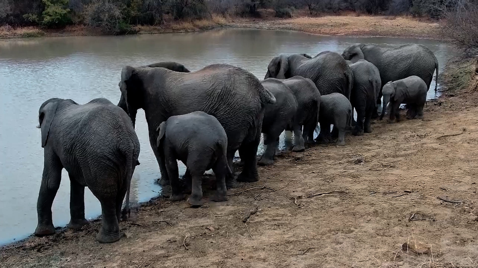 Elephant Herd Arrives for a Morning Drink at Jabulani