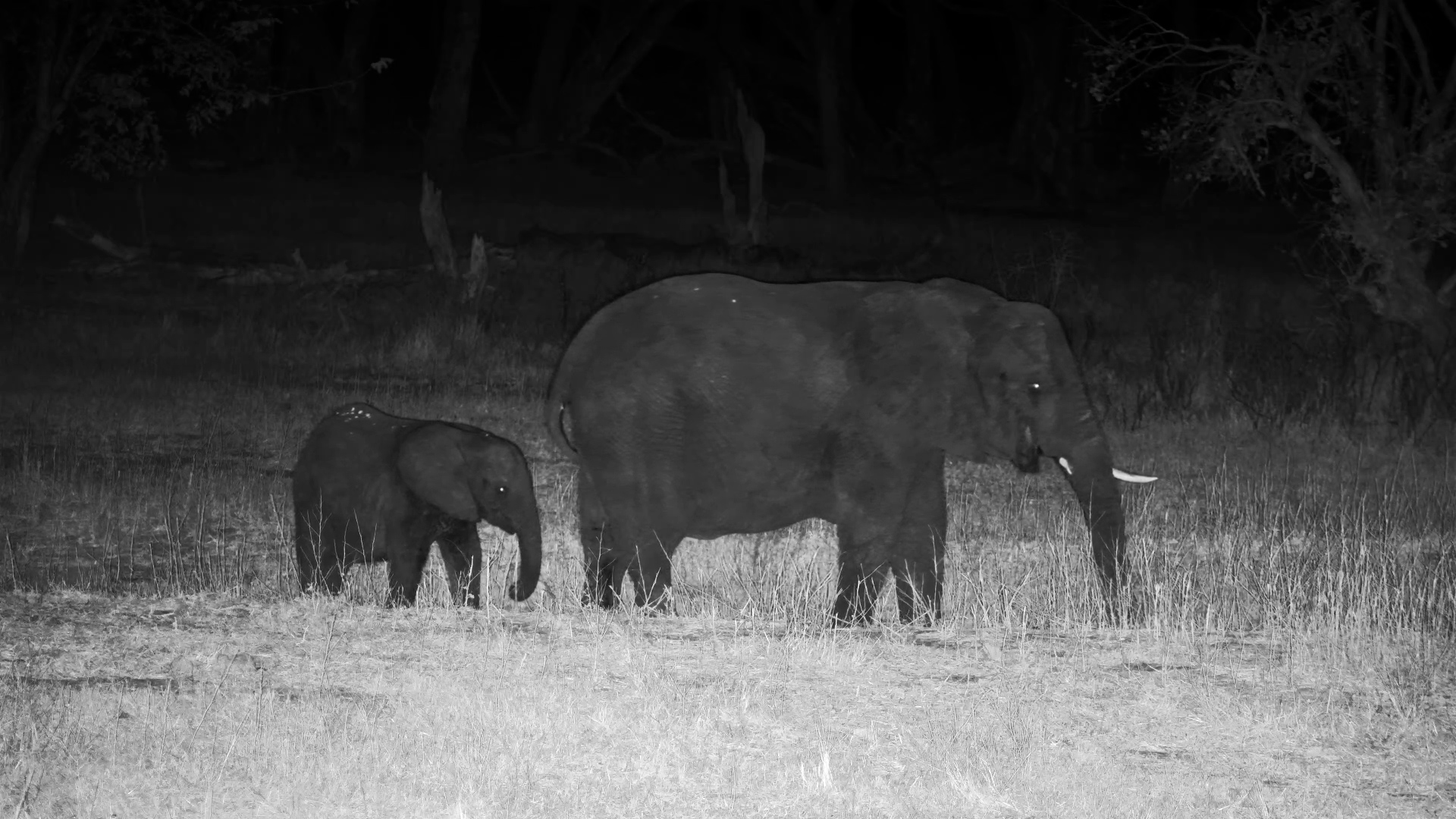 Elephant Family Munches Through the Night