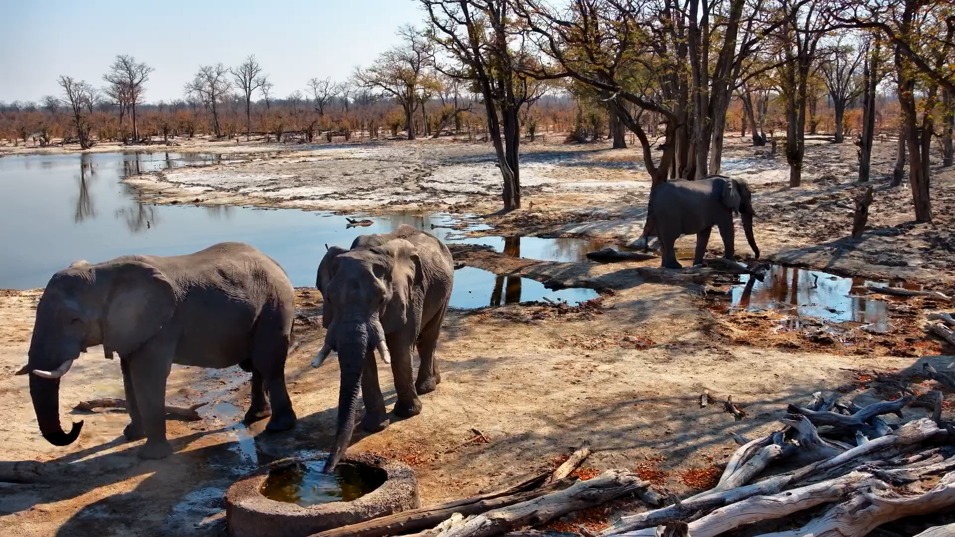 Elephants Hang Out at the Well in the Day