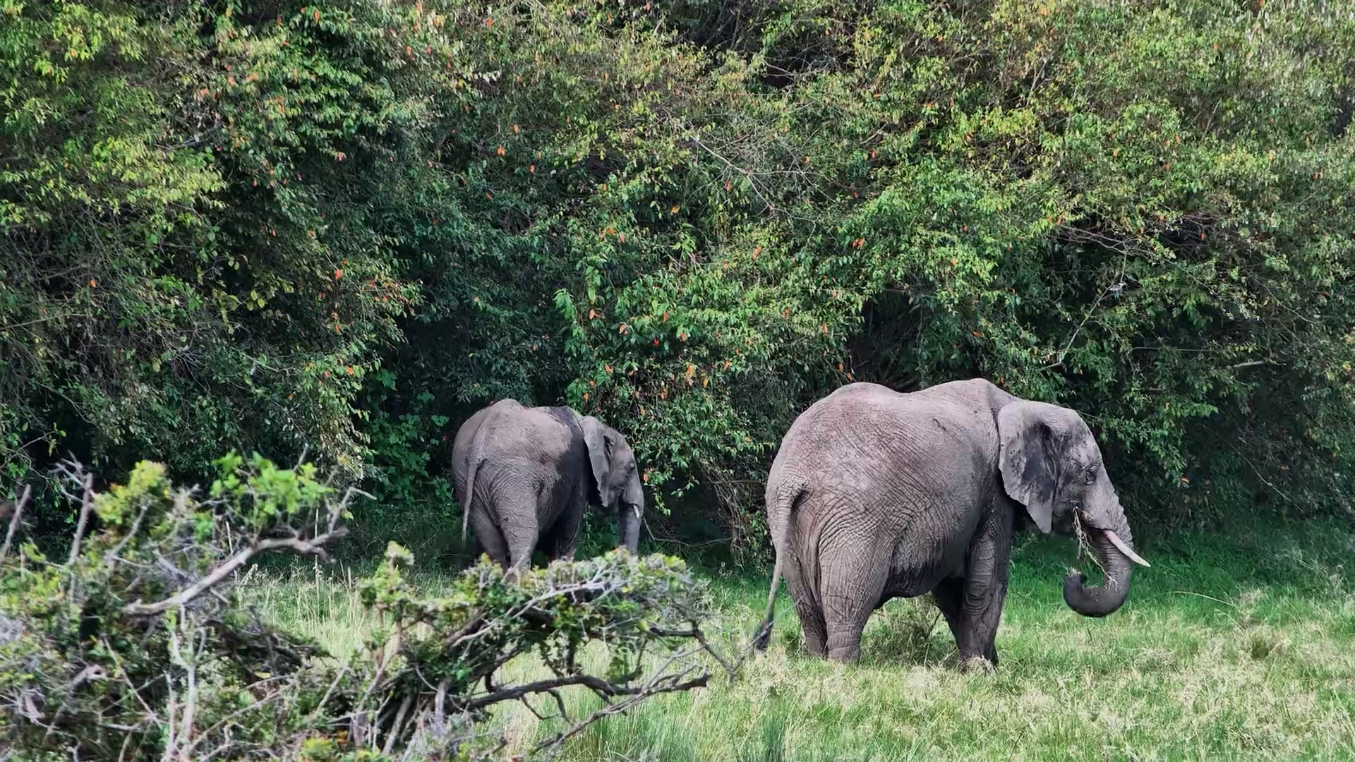 Elephants Grazing at Mahali Mzuri