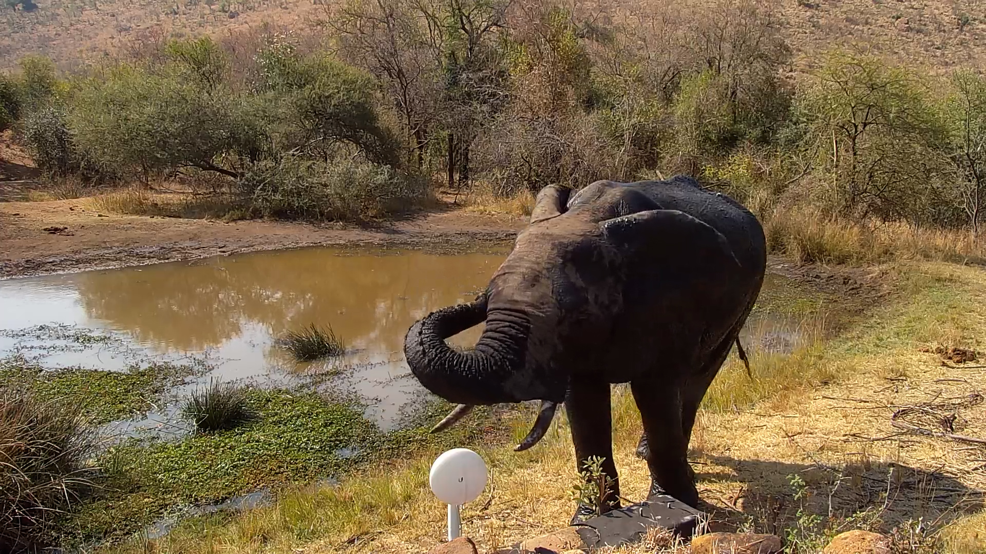 Lone Elephant Visits Kwa Maritane | Stands by Camera