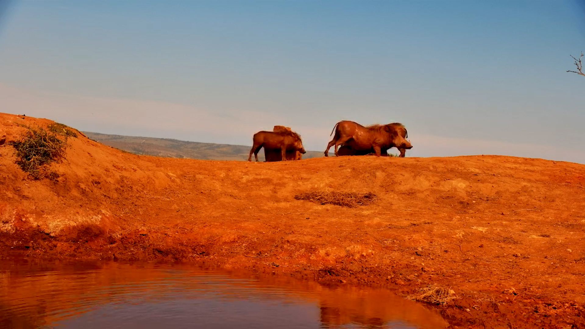 Warthogs Enjoy Mud Bath and Scratches at Founders