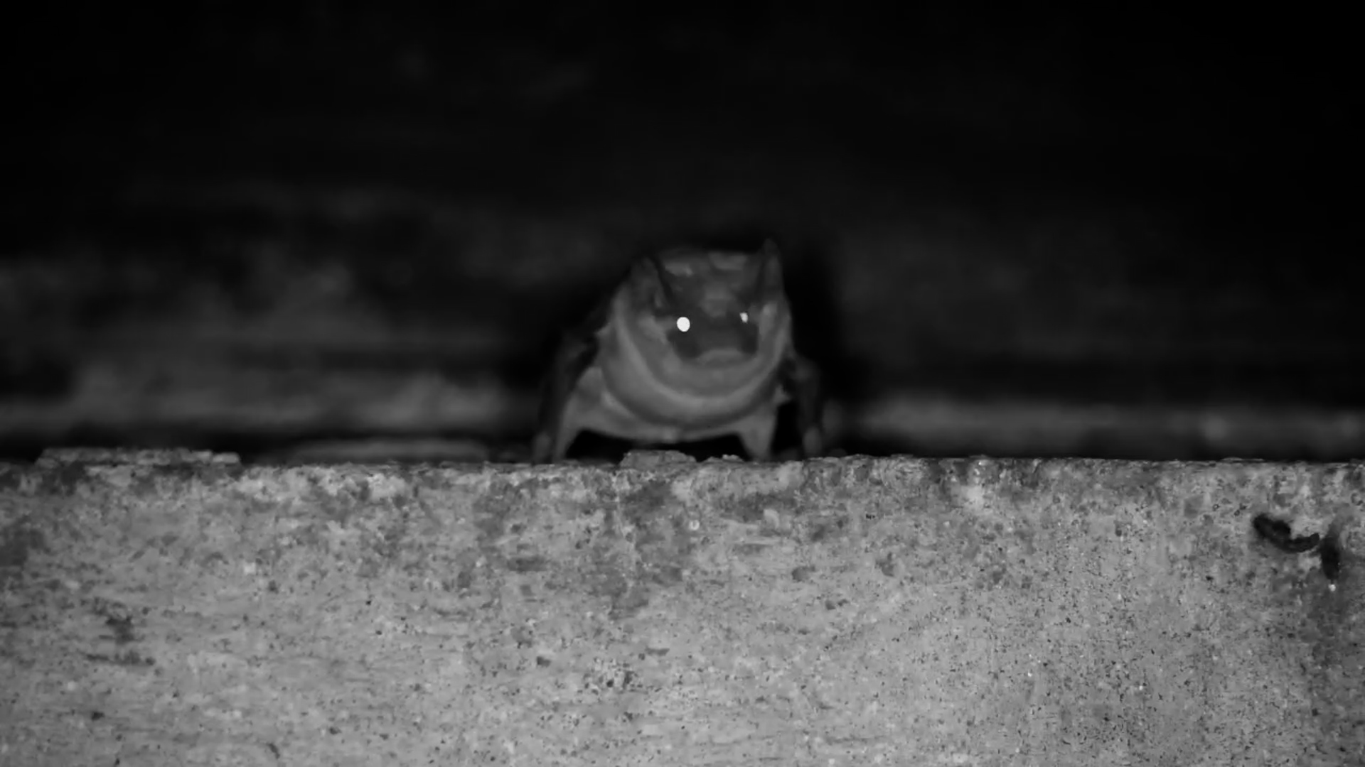 Rockstar Bat at the Bridge - Headbanging into the Night!