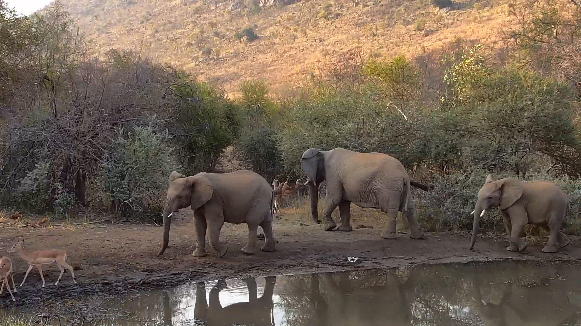 Elephants Take Over Kwa Maritane Waterhole, Impala Make a Swift Exit